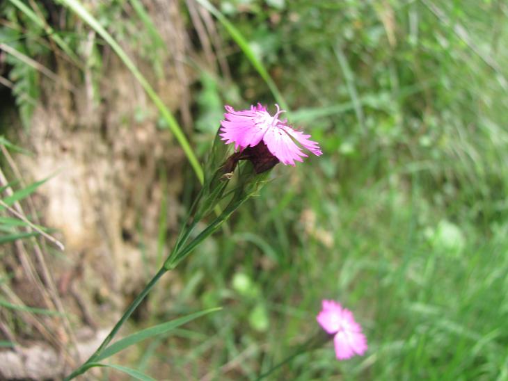 Dianthus seguierii / Garofano di Seguier